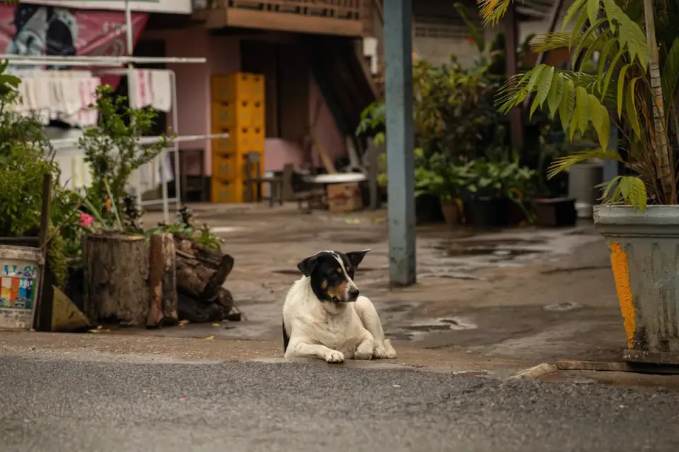 Dog resting after a walk