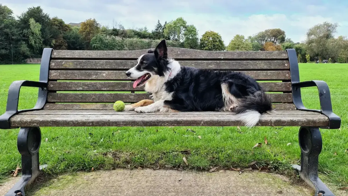 Dog resting after a walk