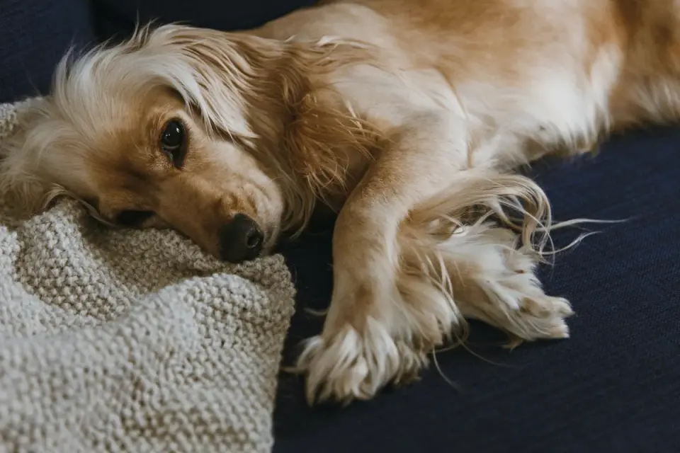 Dog resting at home