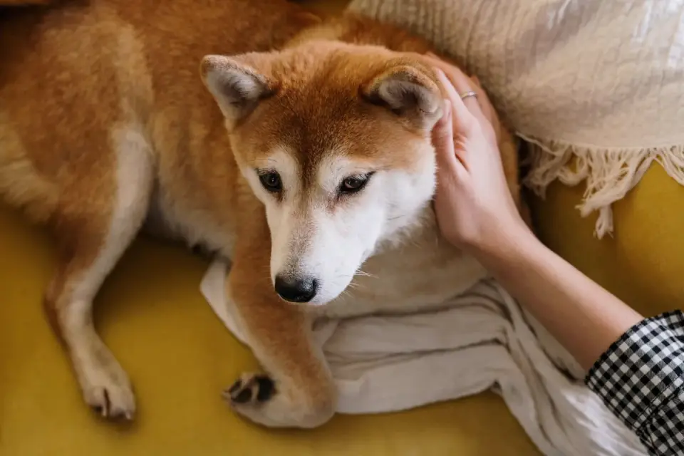 Dog resting beside an owner