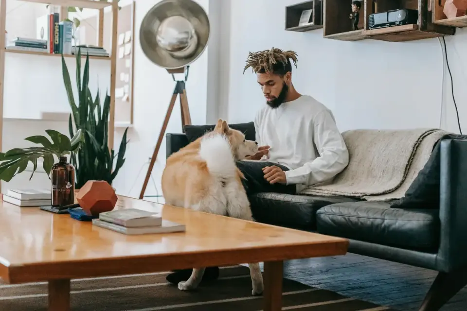 Dog resting beside an owner