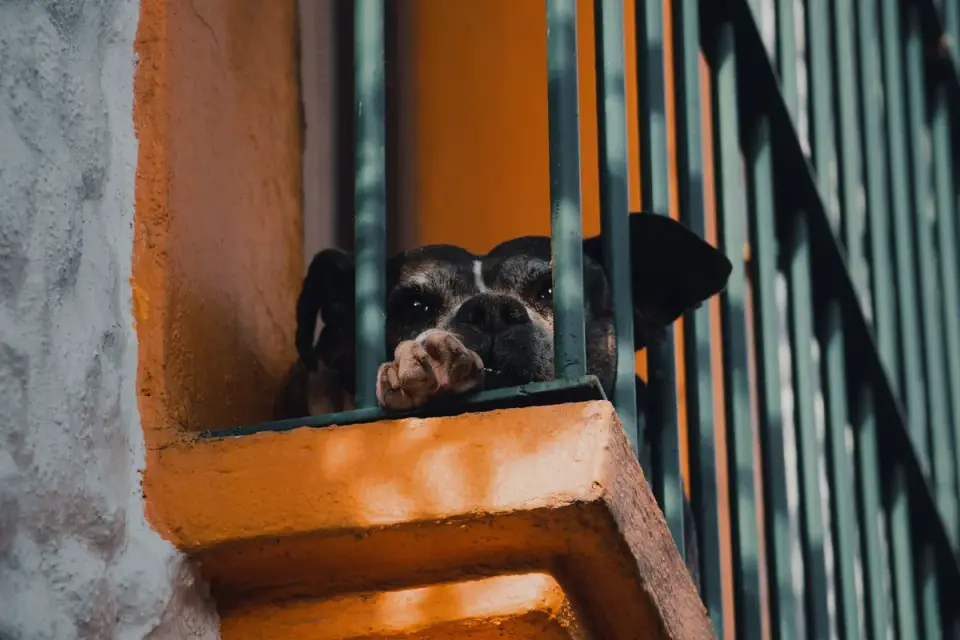 Dog resting by a window