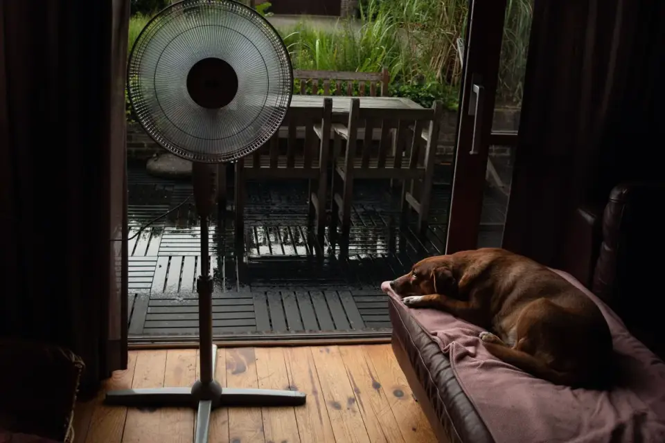 Dog resting by a window