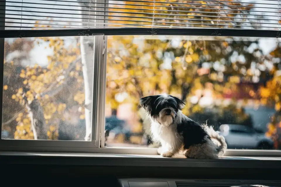 Dog resting by a window