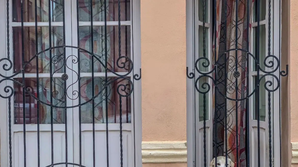 Dog resting by a window