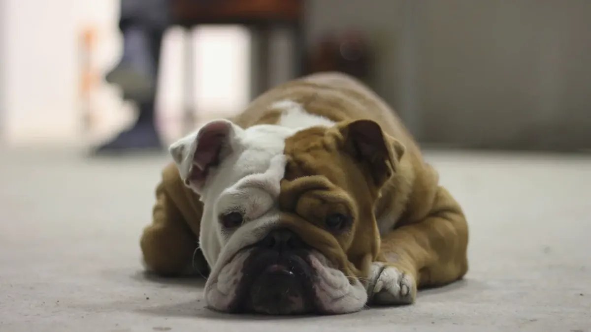 Dog resting during travel