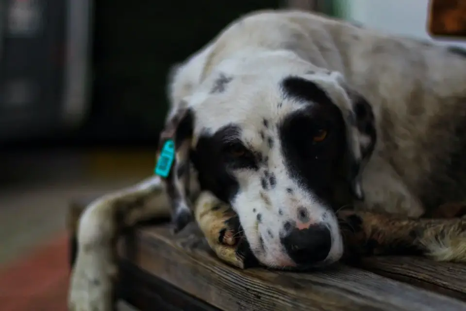 Dog resting during travel