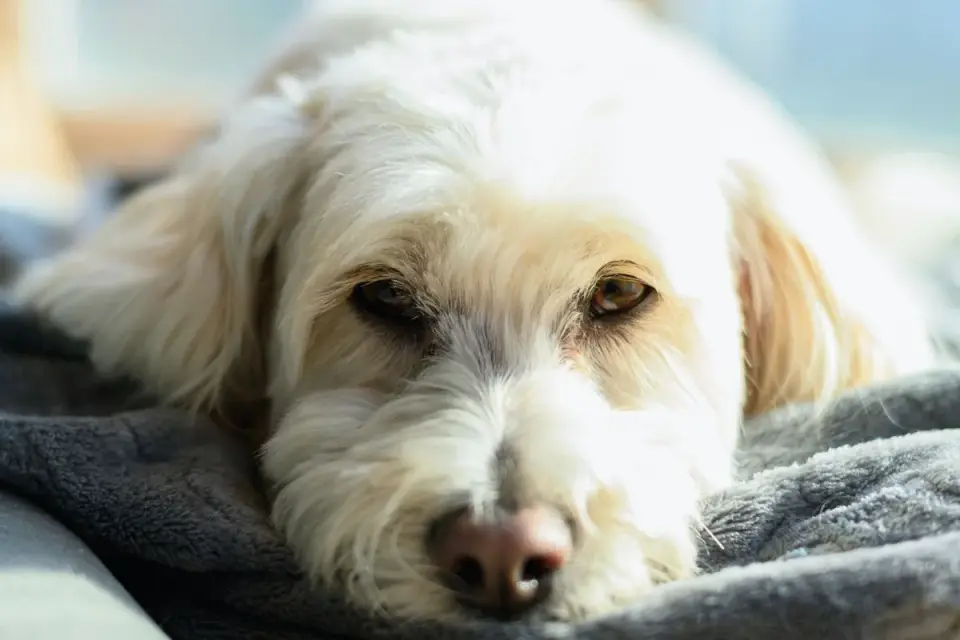 Dog resting during travel