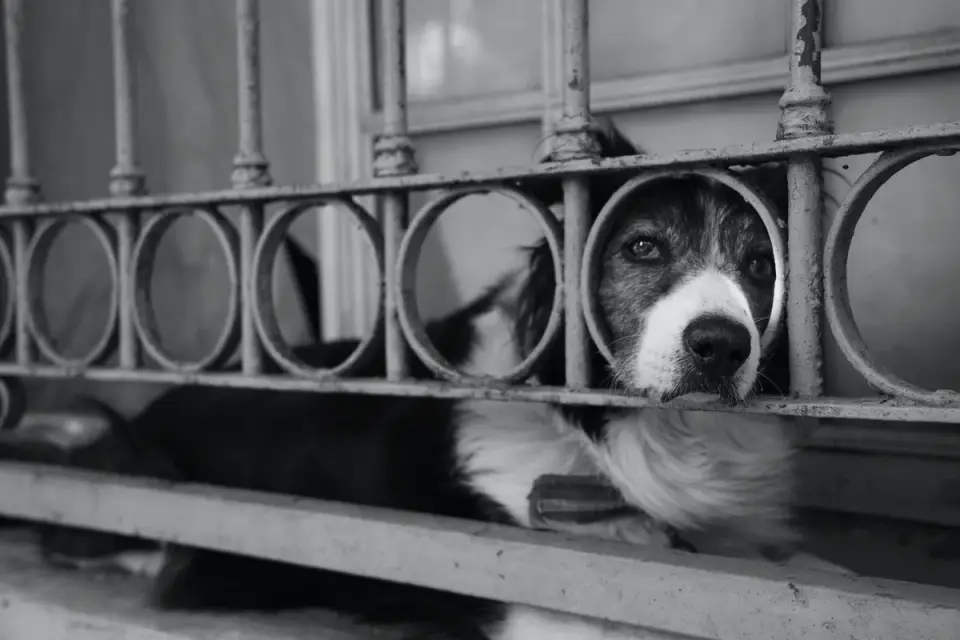 Dog resting during travel