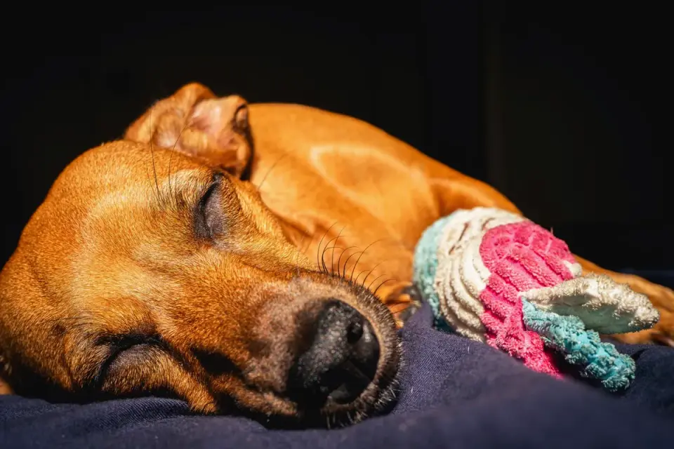 Dog resting during travel
