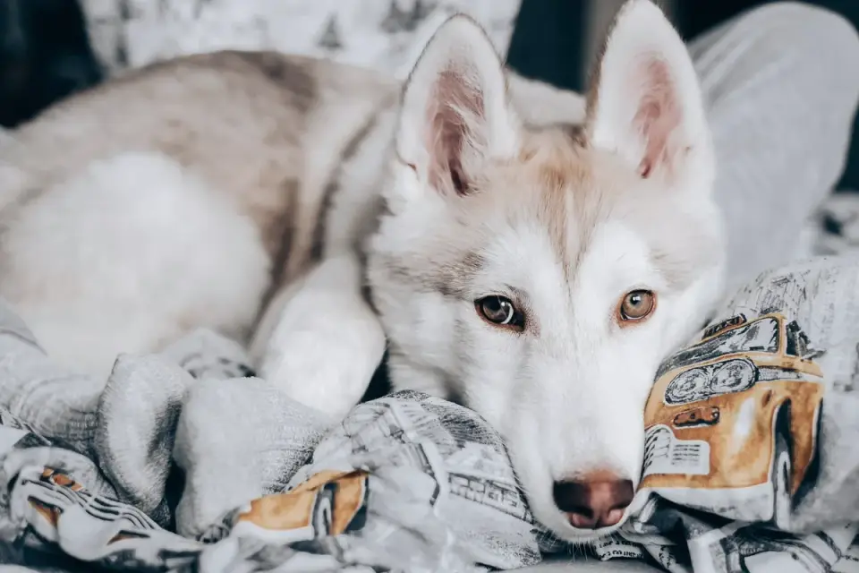 Dog resting during travel