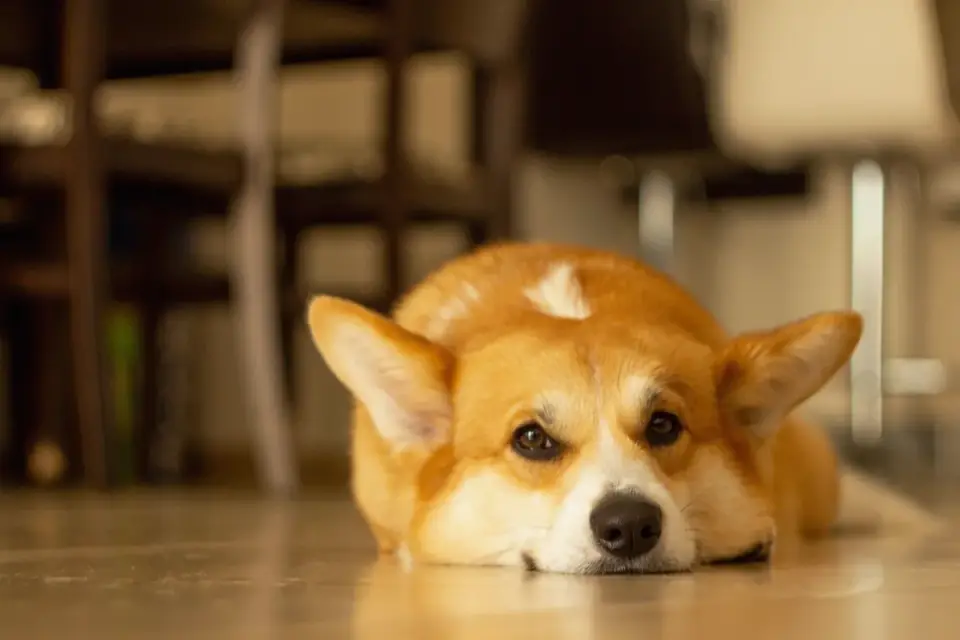 Dog resting during travel