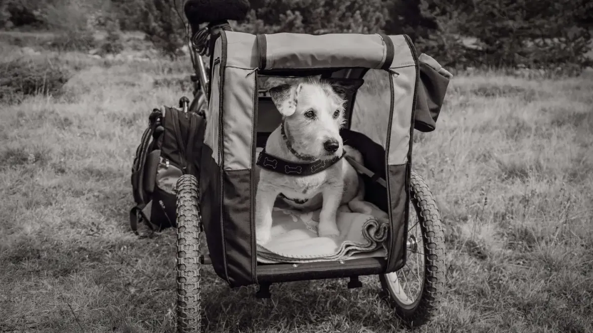 Dog resting during travel