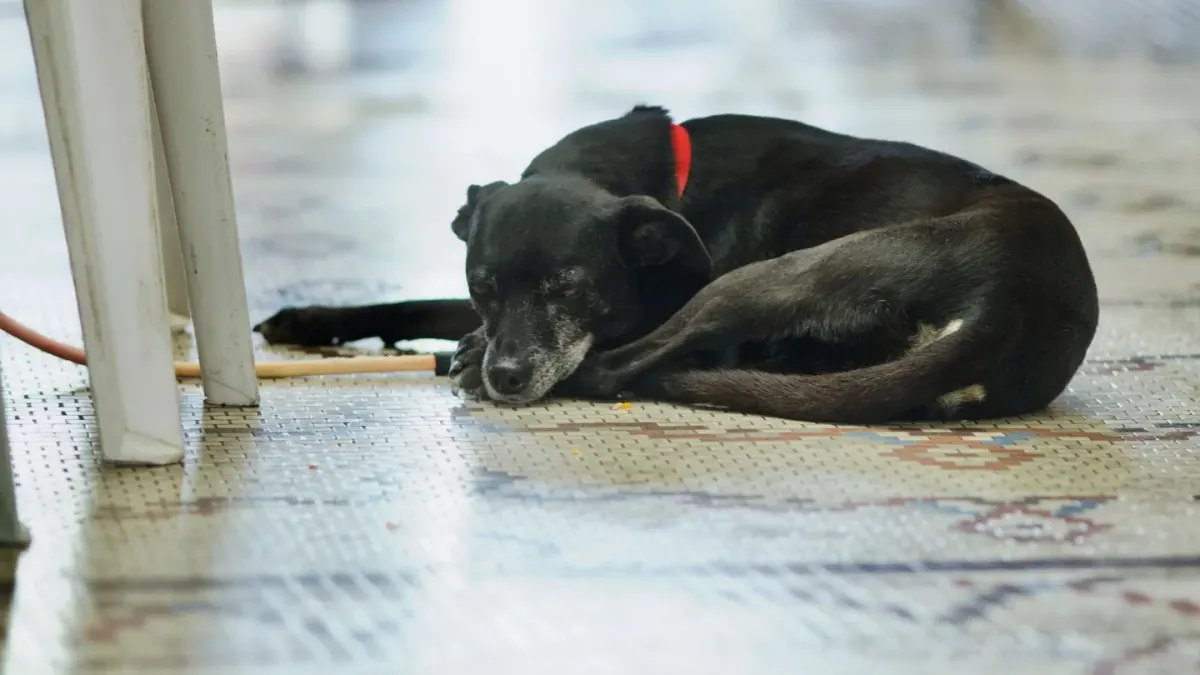 Dog resting during travel