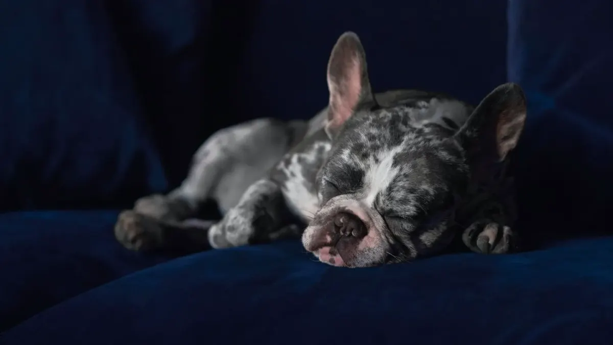 Dog resting in a bed
