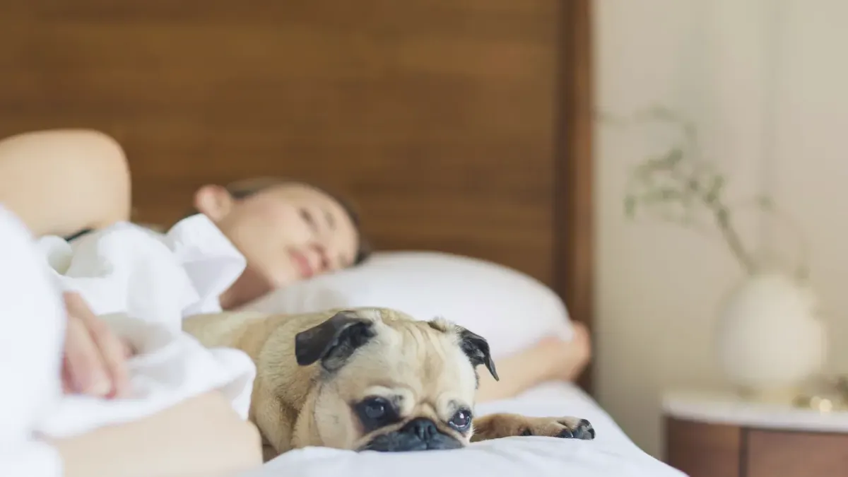 Dog resting in a bed