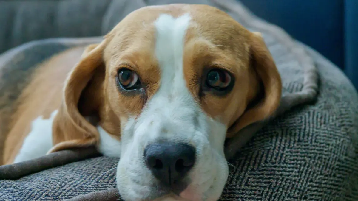 Dog resting in a bed