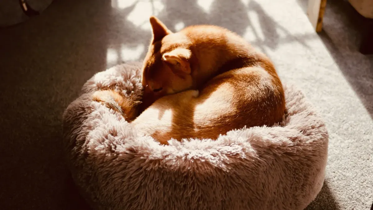 Dog resting in a bed