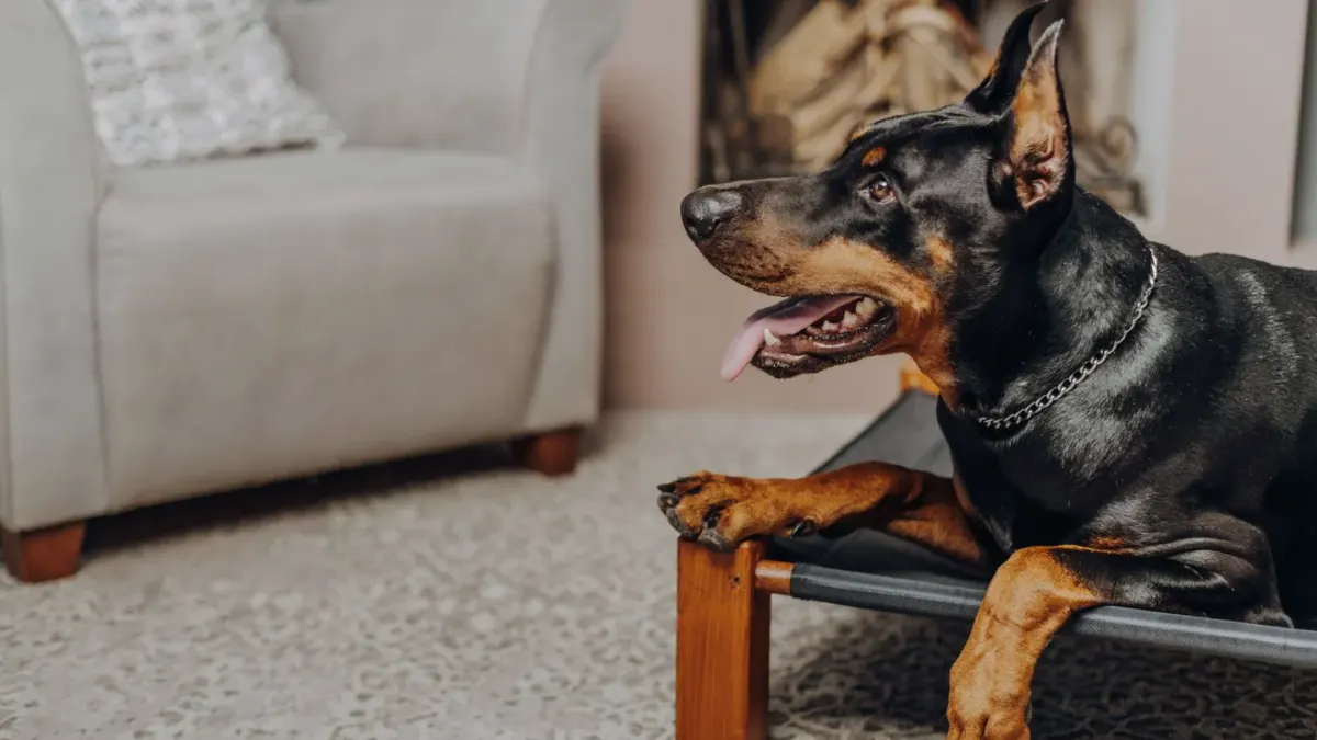 Dog resting in a bed