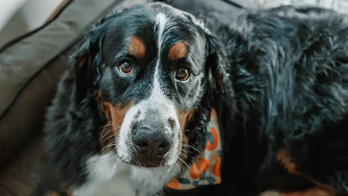 Dog resting in a bed