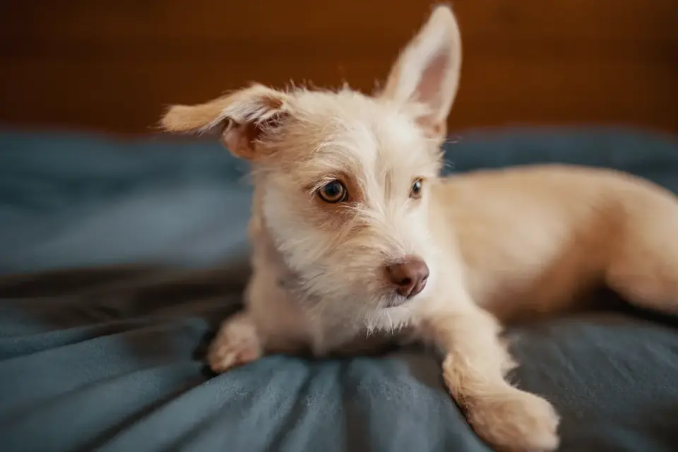 Dog resting in a bed