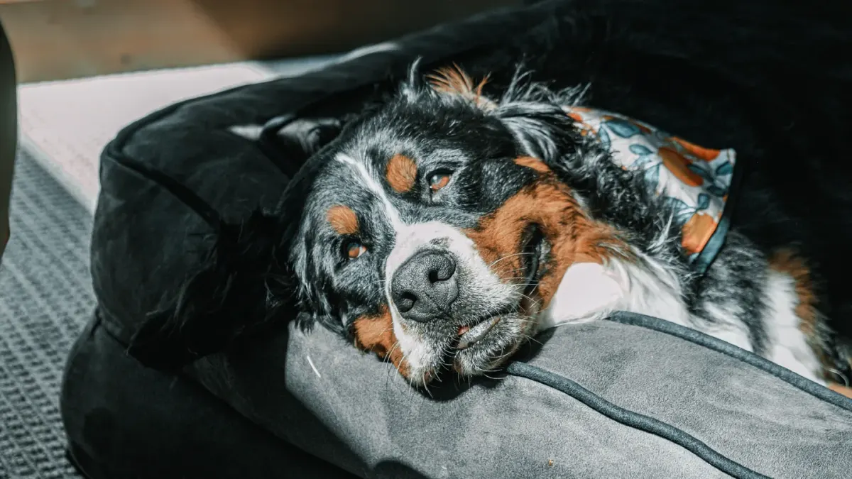 Dog resting in a bed