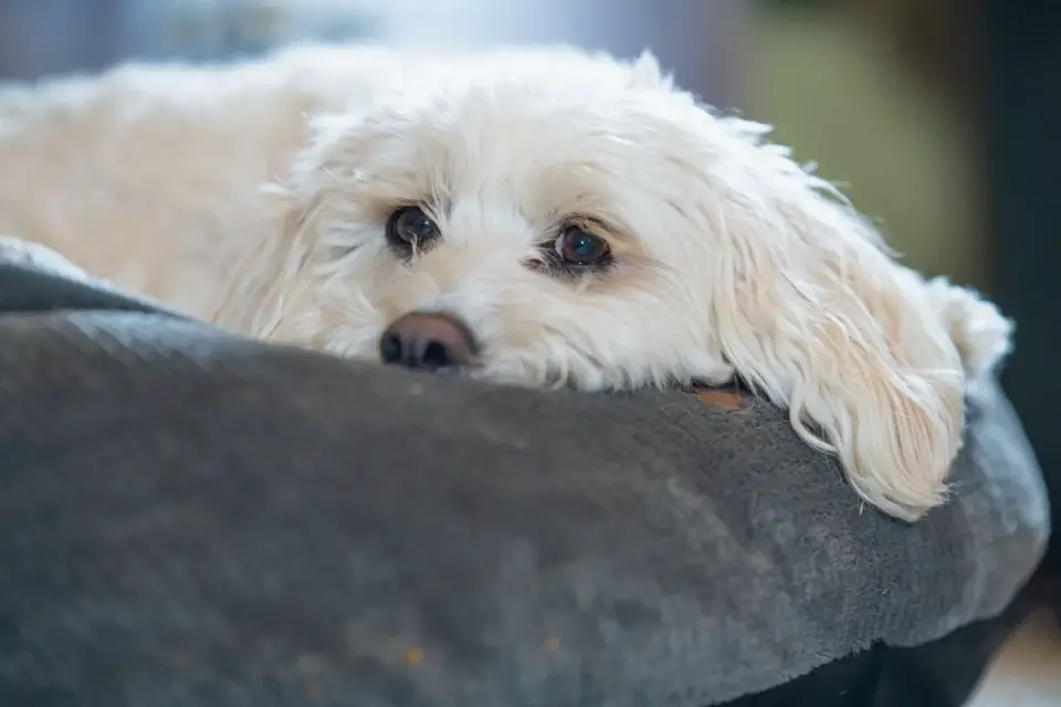 Dog resting in a bed