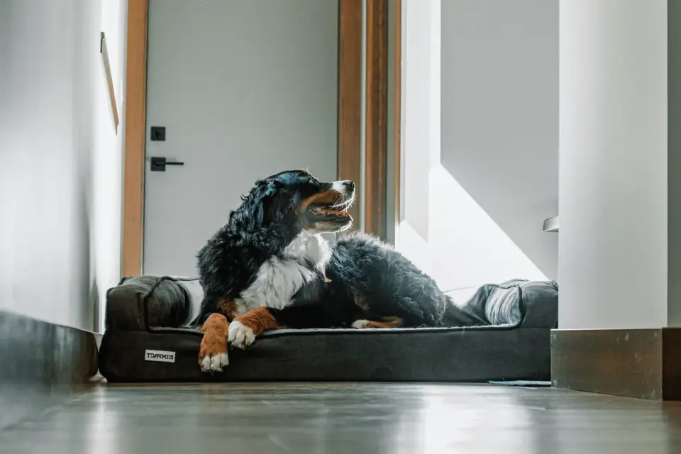 Dog resting in a bed