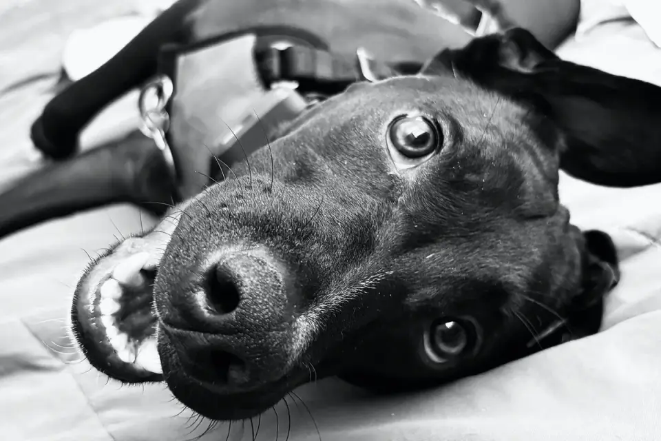 Dog resting in a bed