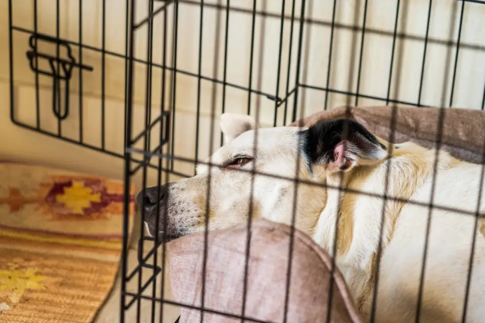 Dog resting in a bed