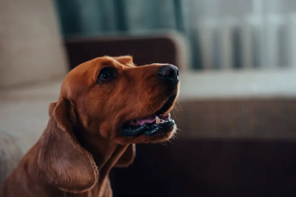 Dog resting on a sofa