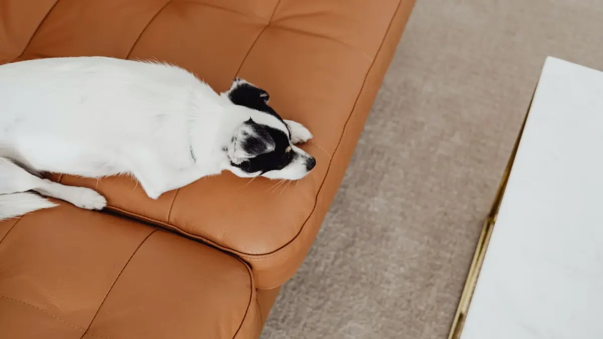 Dog resting on a sofa