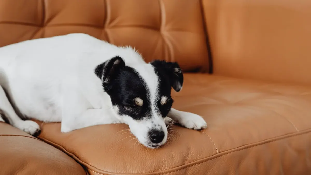 Dog resting on a sofa