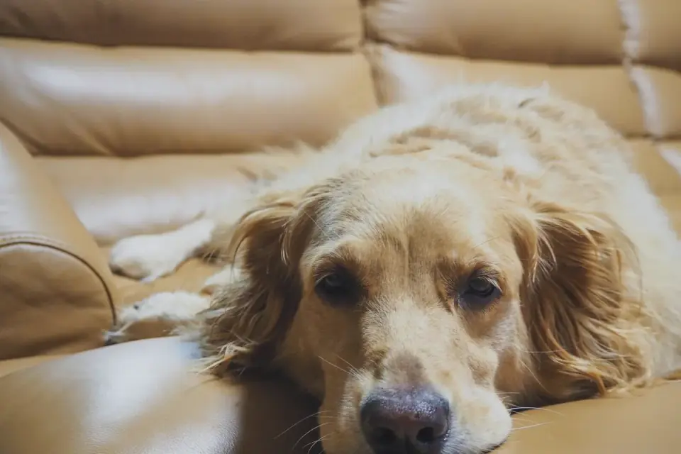 Dog resting on a sofa