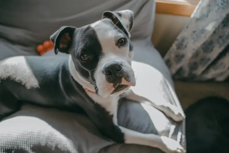 Dog resting on a sofa