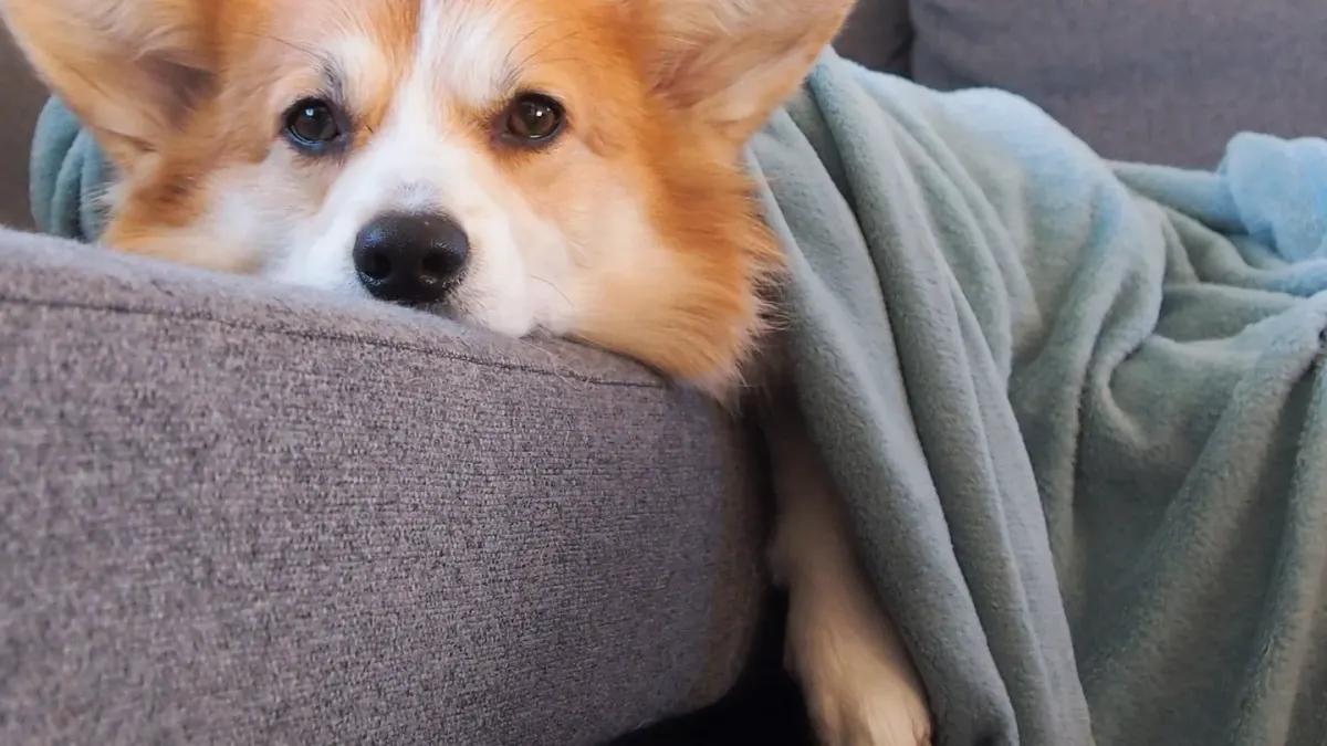 Dog resting on a sofa