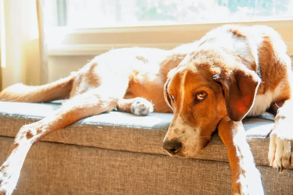 Dog resting on a sofa