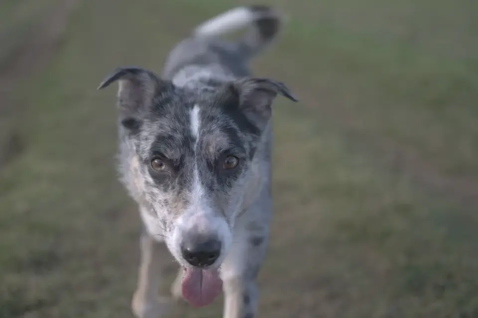 Dog running in a field