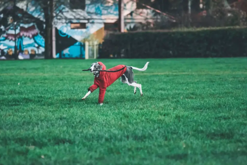 Dog running with an owner