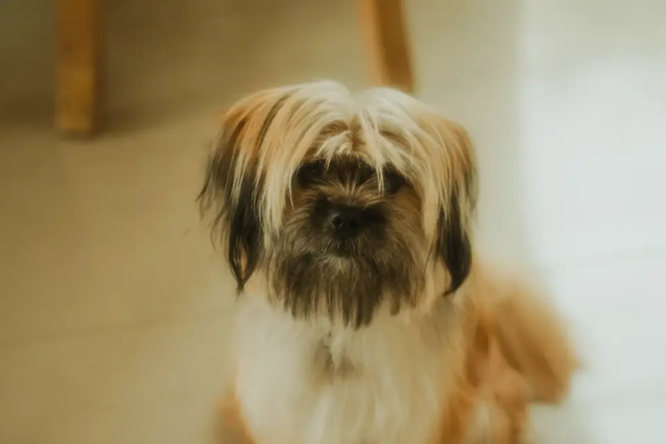Dog sitting on a kitchen floor