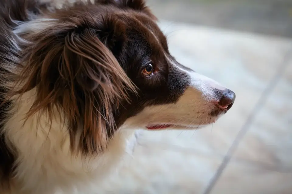 Dog sitting on a kitchen floor