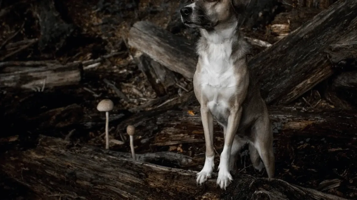 Dog sitting with an owner