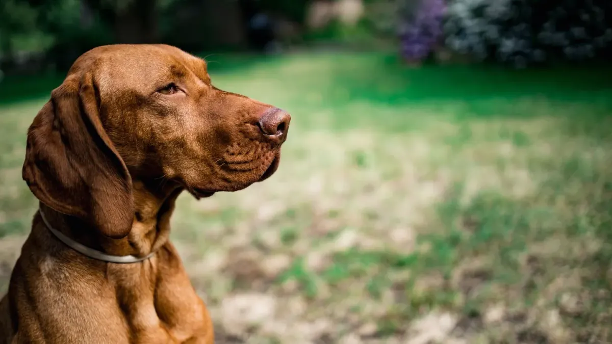 Dog sitting with an owner