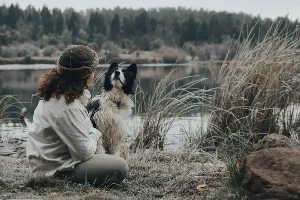 Dog sitting with an owner