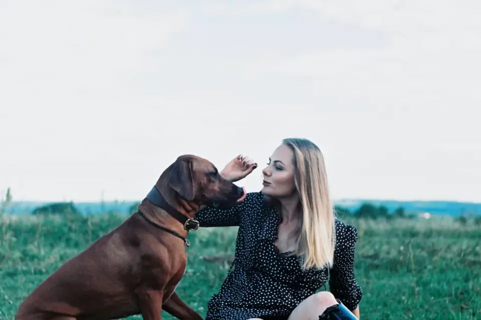Dog sitting with an owner