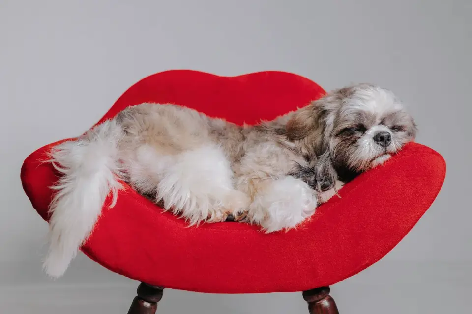 Dog sleeping at home