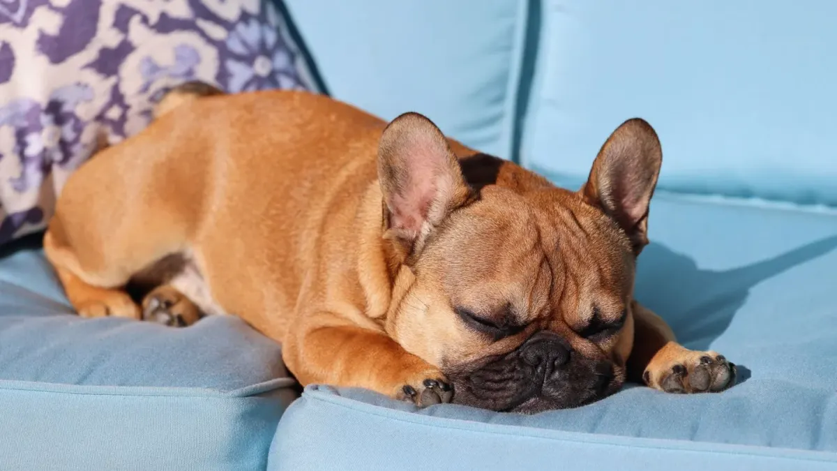 Dog sleeping at home