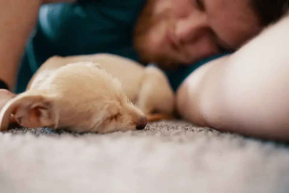 Dog sleeping at home
