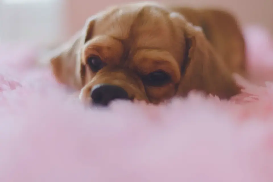Dog sleeping at home
