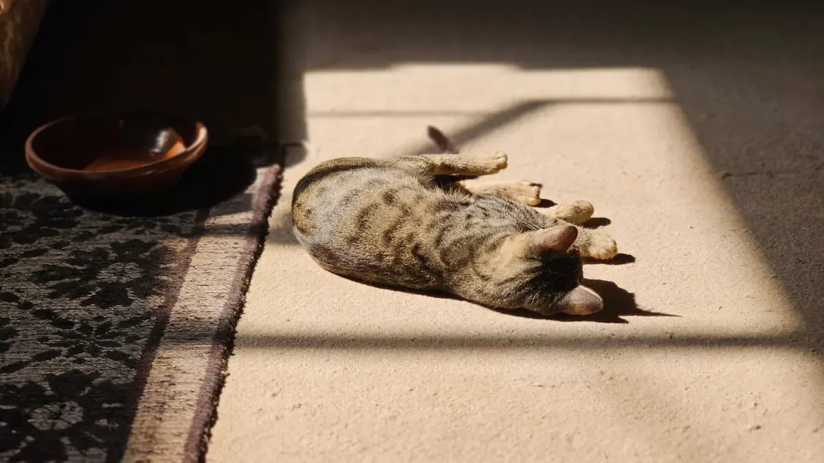 Dog sleeping at home